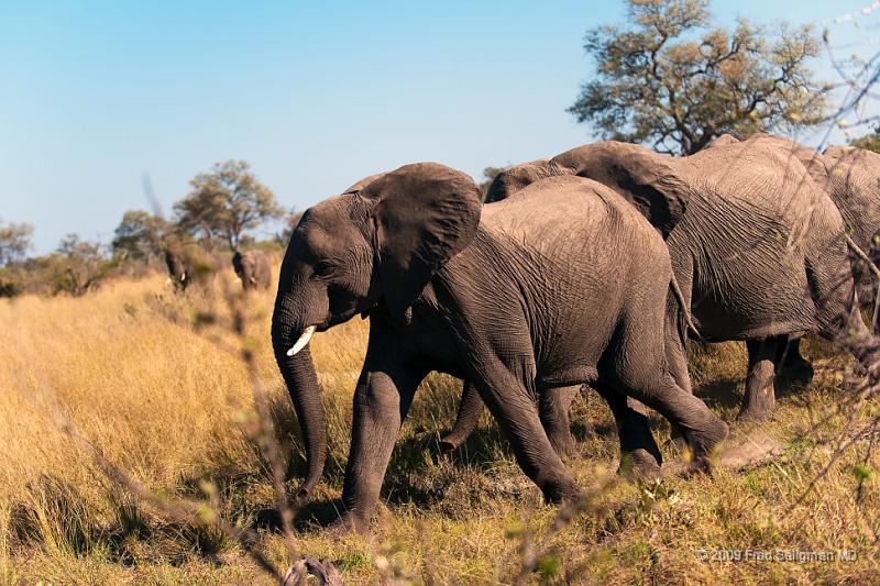 20090616_095339 D3 X1.jpg - Elephants